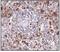 Epstein-Barr Virus Induced 3 antibody, LS-C82902, Lifespan Biosciences, Immunohistochemistry frozen image 