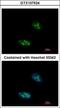 Exosome Component 10 antibody, GTX107524, GeneTex, Immunofluorescence image 