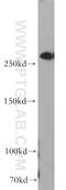 Filamin B antibody, 20685-1-AP, Proteintech Group, Western Blot image 