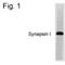 Synapsin I antibody, PA1-4604, Invitrogen Antibodies, Western Blot image 