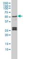 Transcription Factor EB antibody, MCA4206Z, Bio-Rad (formerly AbD Serotec) , Immunofluorescence image 