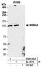 Bifunctional protein NCOAT antibody, A304-345A, Bethyl Labs, Immunoprecipitation image 