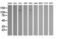 Phosphatidylinositol-4,5-Bisphosphate 3-Kinase Catalytic Subunit Gamma antibody, M01517, Boster Biological Technology, Western Blot image 