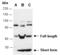 Estrogen Related Receptor Beta antibody, R2079-2, Abiocode, Western Blot image 