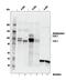 Cullin 1 antibody, 4995S, Cell Signaling Technology, Western Blot image 