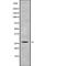 BPI Fold Containing Family A Member 1 antibody, PA5-67716, Invitrogen Antibodies, Western Blot image 