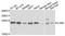 Interleukin-36 alpha antibody, A8207, ABclonal Technology, Western Blot image 