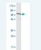 Cadherin 11 antibody, H00001009-M05-100ug, Novus Biologicals, Western Blot image 