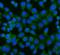 RAGE antibody, A03438-1, Boster Biological Technology, Immunofluorescence image 