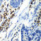 Asialoglycoprotein Receptor 1 antibody, 22-519, ProSci, Immunohistochemistry frozen image 