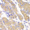 SET And MYND Domain Containing 4 antibody, LS-C346353, Lifespan Biosciences, Immunohistochemistry paraffin image 