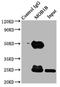 MOB Kinase Activator 1B antibody, LS-C371581, Lifespan Biosciences, Immunoprecipitation image 
