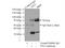 Transcription Factor Binding To IGHM Enhancer 3 antibody, 14480-1-AP, Proteintech Group, Immunoprecipitation image 