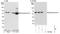 Sequestosome 1 antibody, NBP1-49956, Novus Biologicals, Western Blot image 