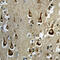 Sortilin 1 antibody, AF3154, R&D Systems, Immunohistochemistry frozen image 