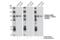 Glutamate Ionotropic Receptor AMPA Type Subunit 1 antibody, 8084S, Cell Signaling Technology, Western Blot image 