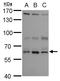 Ankyrin Repeat And KH Domain Containing 1 antibody, GTX115568, GeneTex, Western Blot image 