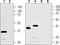 TMEM66 antibody, PA5-77334, Invitrogen Antibodies, Western Blot image 