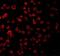 TLR11 antibody, GTX31683, GeneTex, Immunocytochemistry image 