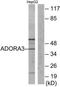 Adenosine receptor A3 antibody, TA313433, Origene, Western Blot image 