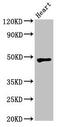 WD Repeat And SOCS Box Containing 1 antibody, CSB-PA897589LA01HU, Cusabio, Western Blot image 