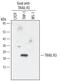 TNF Receptor Superfamily Member 10c antibody, AF630, R&D Systems, Western Blot image 