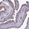Tetratricopeptide Repeat Domain 30A antibody, NBP2-46799, Novus Biologicals, Immunohistochemistry paraffin image 