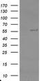 TRAF Interacting Protein antibody, TA800086, Origene, Western Blot image 