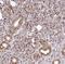 Mastermind-like protein 2 antibody, NBP1-82891, Novus Biologicals, Immunohistochemistry paraffin image 