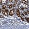 Trans-Golgi Network Protein 2 antibody, NBP1-86949, Novus Biologicals, Immunohistochemistry paraffin image 