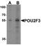 POU Class 2 Homeobox 3 antibody, A09040, Boster Biological Technology, Western Blot image 