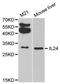 Interleukin 24 antibody, LS-C331744, Lifespan Biosciences, Western Blot image 