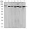 5'-3' Exoribonuclease 2 antibody, NBP2-61846, Novus Biologicals, Western Blot image 