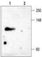 Potassium Voltage-Gated Channel Subfamily C Member 4 antibody, PA5-77584, Invitrogen Antibodies, Western Blot image 