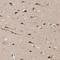 Actin Binding LIM Protein Family Member 3 antibody, NBP1-81471, Novus Biologicals, Immunohistochemistry frozen image 