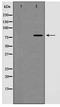 Cyclin F antibody, TA347989, Origene, Western Blot image 