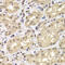 Proteasome 26S Subunit, Non-ATPase 12 antibody, 22-424, ProSci, Immunohistochemistry frozen image 