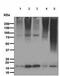 Small Ubiquitin Like Modifier 2 antibody, ab109005, Abcam, Western Blot image 