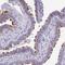 Tetratricopeptide Repeat Domain 30B antibody, NBP2-46805, Novus Biologicals, Immunohistochemistry frozen image 