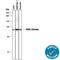 Nicotinamide Phosphoribosyltransferase antibody, MAB40441, R&D Systems, Western Blot image 