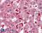 Glutathione Peroxidase 1 antibody, 45-065, ProSci, Immunohistochemistry frozen image 