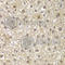 Mitotic Arrest Deficient 1 Like 1 antibody, A1153, ABclonal Technology, Immunohistochemistry paraffin image 