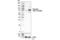 Protein Kinase C Delta antibody, 93292S, Cell Signaling Technology, Western Blot image 