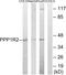Protein Phosphatase 1 Regulatory Inhibitor Subunit 2 antibody, PA5-39805, Invitrogen Antibodies, Western Blot image 