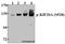 Kinesin Family Member 20A antibody, A05142S528, Boster Biological Technology, Western Blot image 