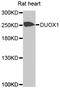 Dual Oxidase 1 antibody, LS-C410118, Lifespan Biosciences, Western Blot image 