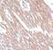 Receptor Activity Modifying Protein 1 antibody, FNab07097, FineTest, Immunohistochemistry paraffin image 