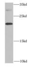 Interleukin 20 antibody, FNab04248, FineTest, Western Blot image 
