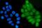 Grainyhead Like Transcription Factor 1 antibody, A07368-1, Boster Biological Technology, Immunofluorescence image 