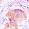 EPS8 Like 2 antibody, LS-C353533, Lifespan Biosciences, Immunohistochemistry frozen image 